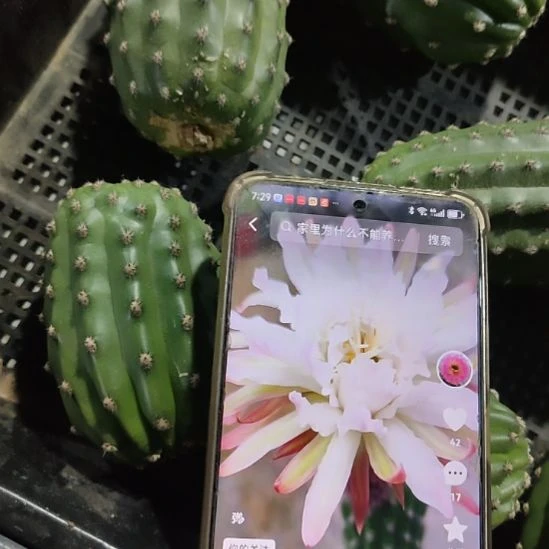 仙人球毛花柱鹦鹉侧芽