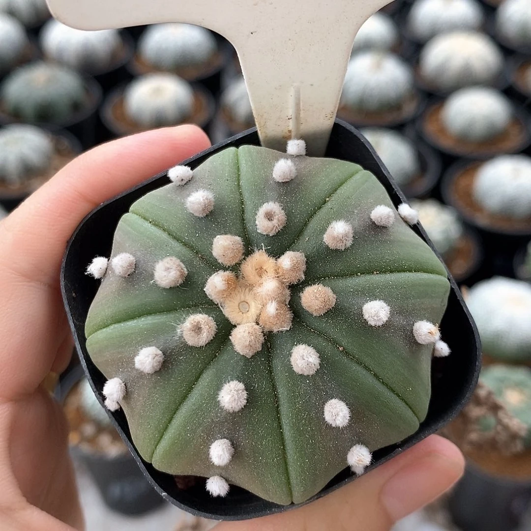 193琉璃海星系列产品福利