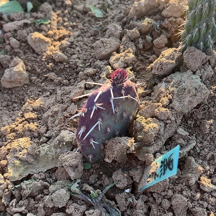 黑骑士一棵有根有侧芽