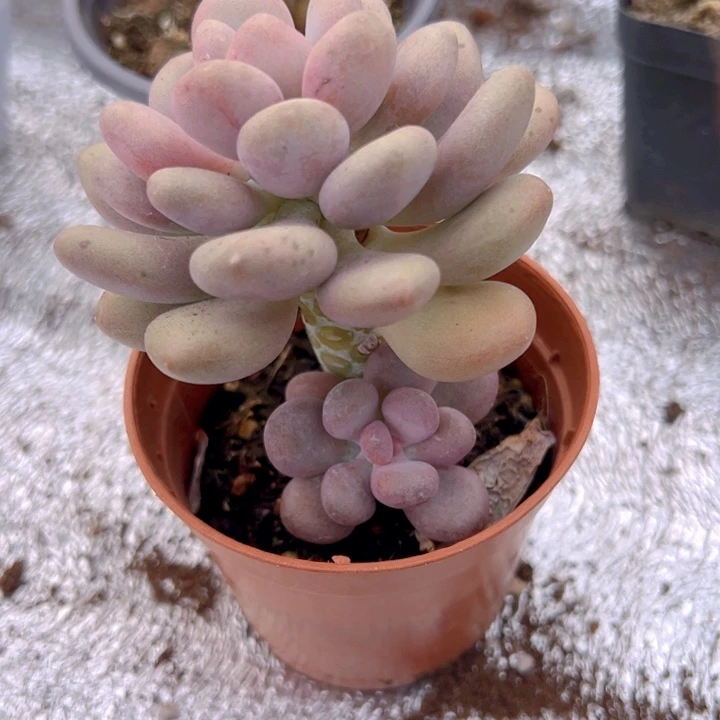 球美人【一物⼀拍】两单包邮