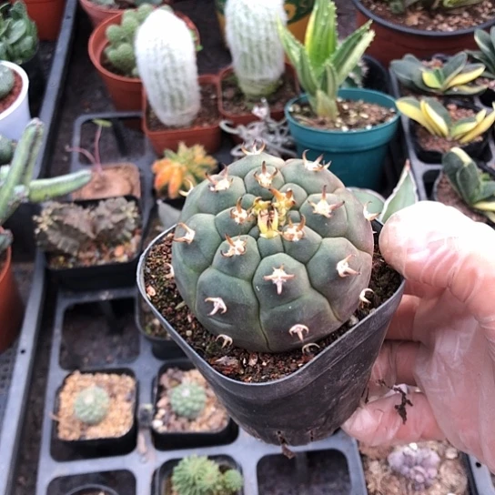 无***！无花朵8880带盆土