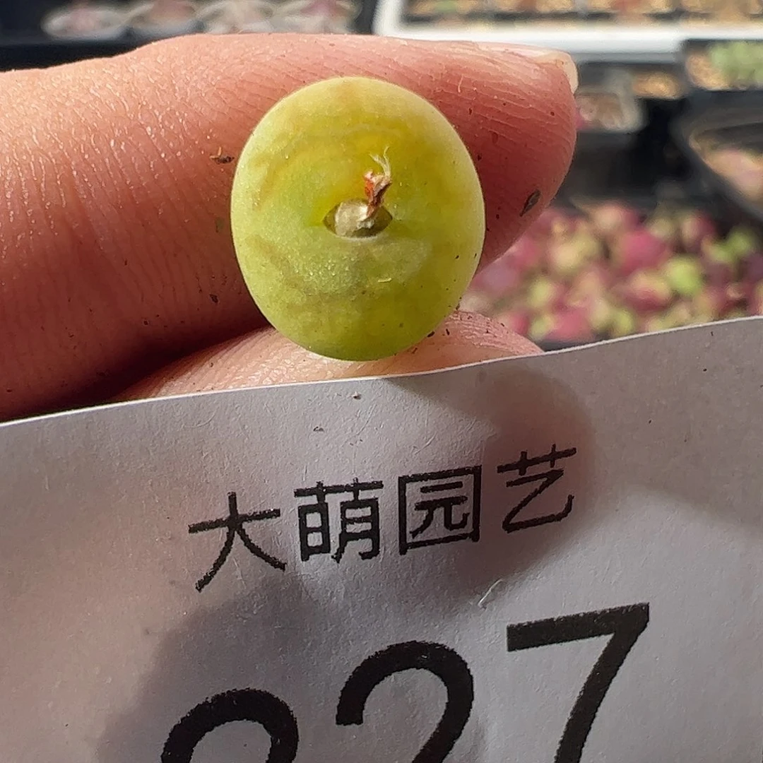 一物一拍。      827