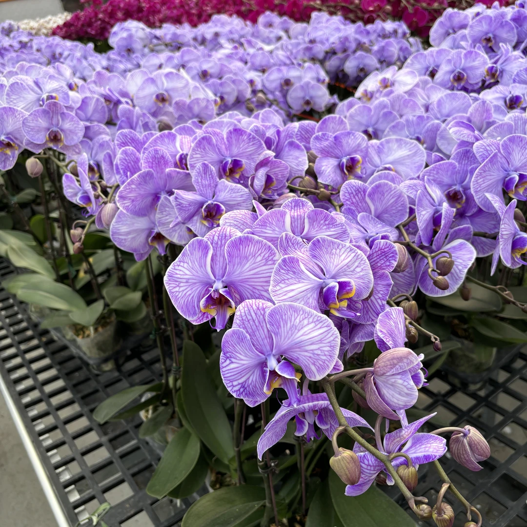 【马卡龙】艺术吸色 马卡龙色系花花  带花带花苞蝴蝶兰室内花卉