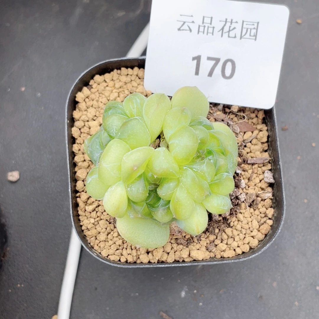 ****羯170号糖心冰心珍妮