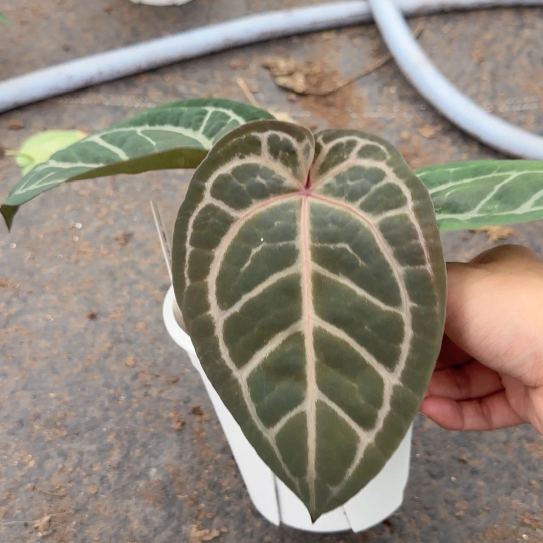 完全开放紫水晶花烛