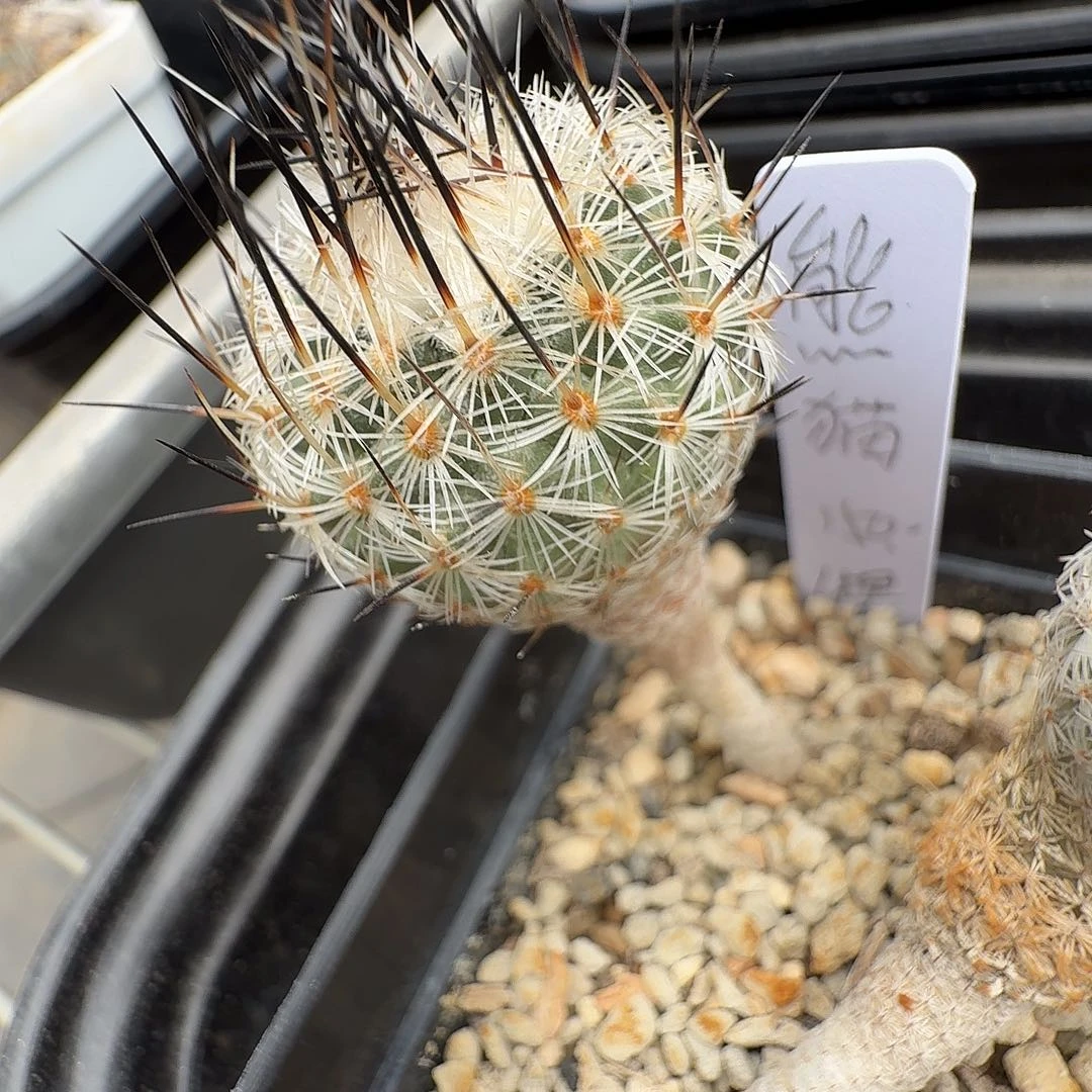 熊***人美针玉1颗花花花花花花