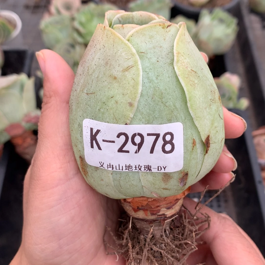2978超大水蜜桃g g g