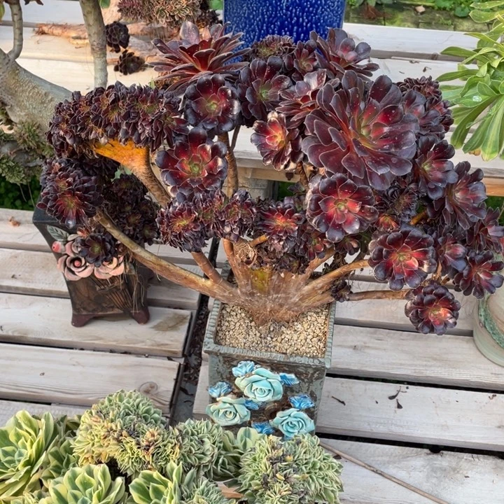 法师老桩缀化花纳