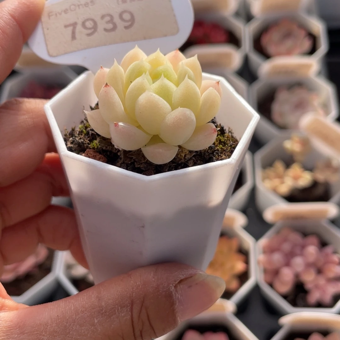 麦秆7939-3.0厘米