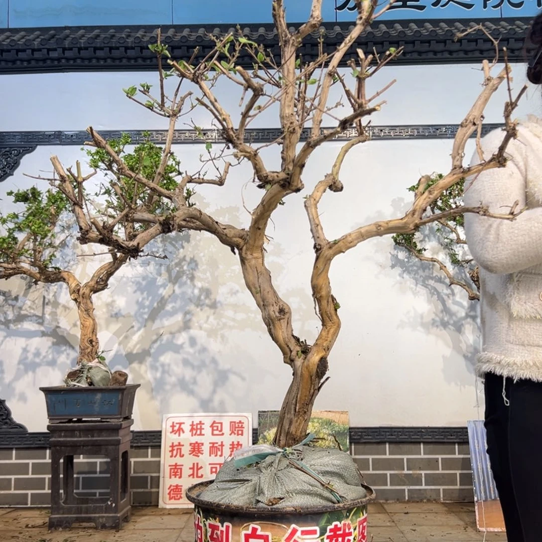 无花朵金银花08888