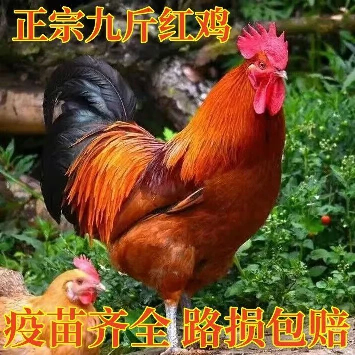 正宗九斤红鸡【公母对版】【顺丰包邮】