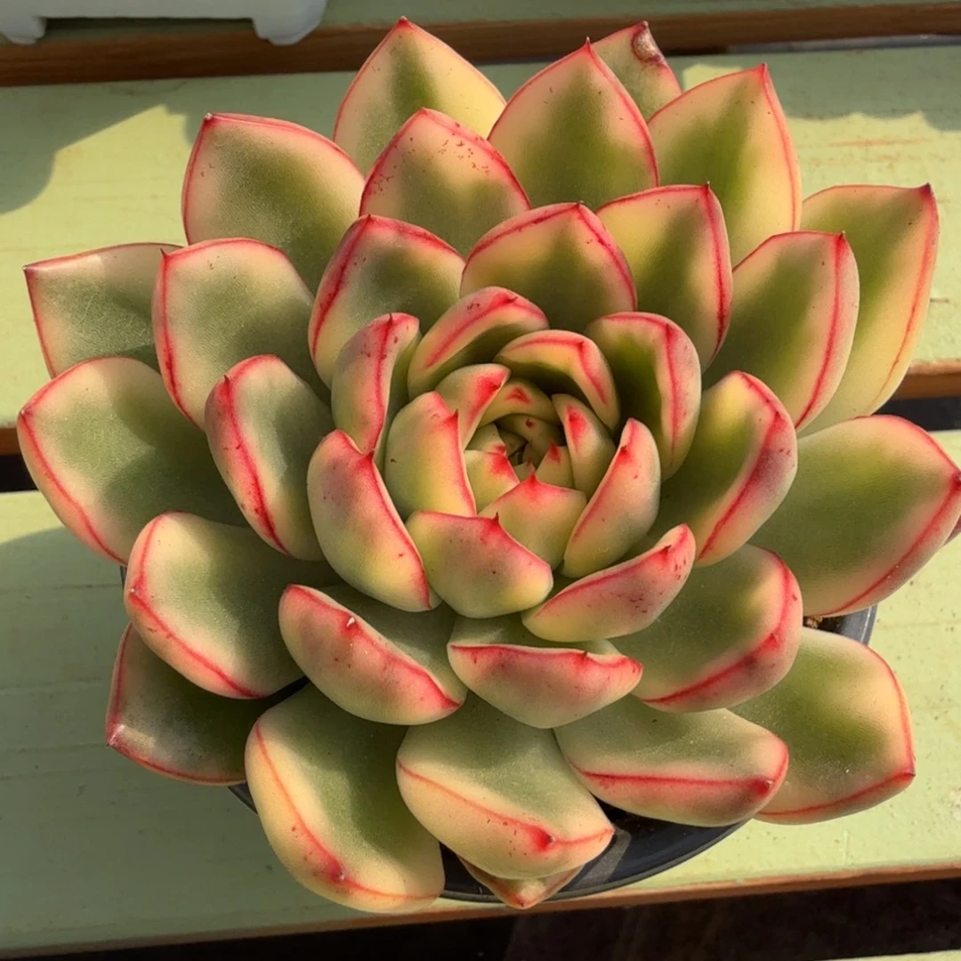 阿斯娜锦，锦上园艺一物一拍