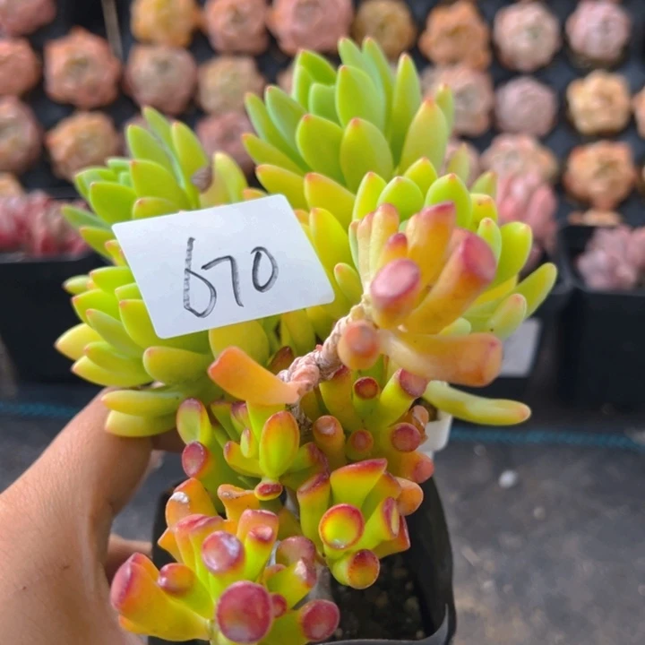 670，春萌，吸财树