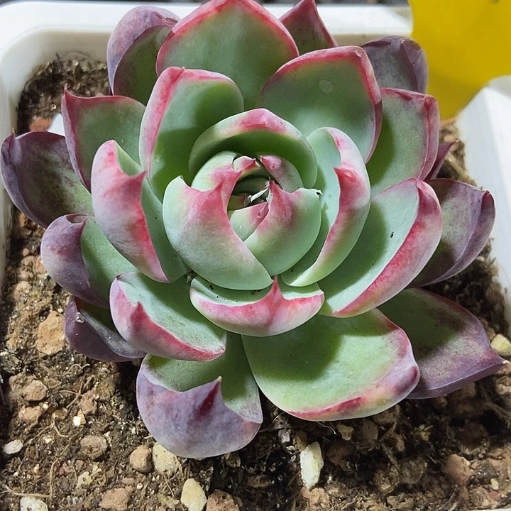 多肉植物惊鸿942多肉