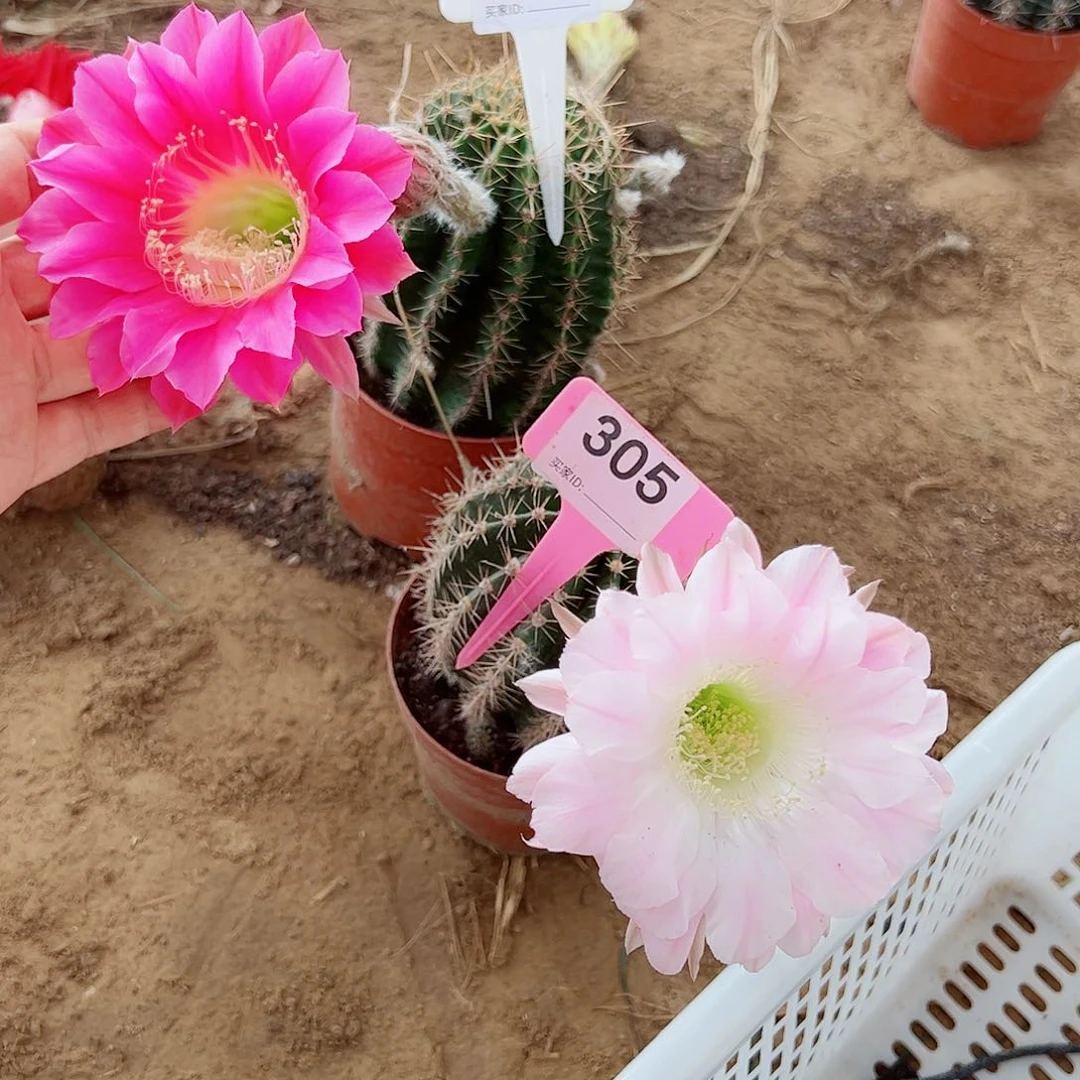 u****3彩草382 305 000000两颗0