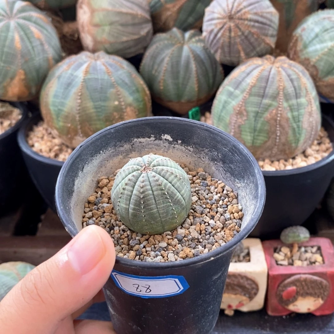 欧系实生布纹球一物一拍