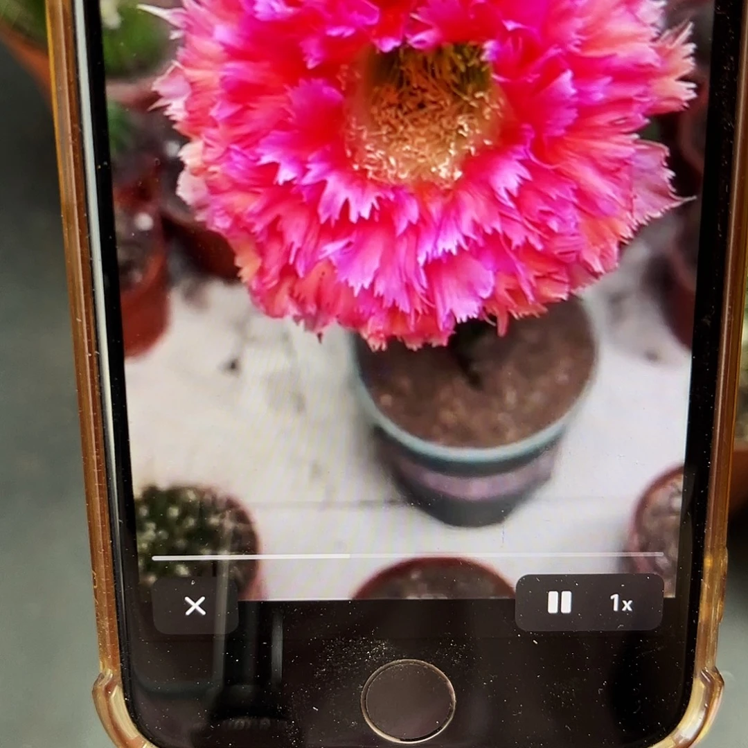 彩草2号羽毛带根5.5公分左右