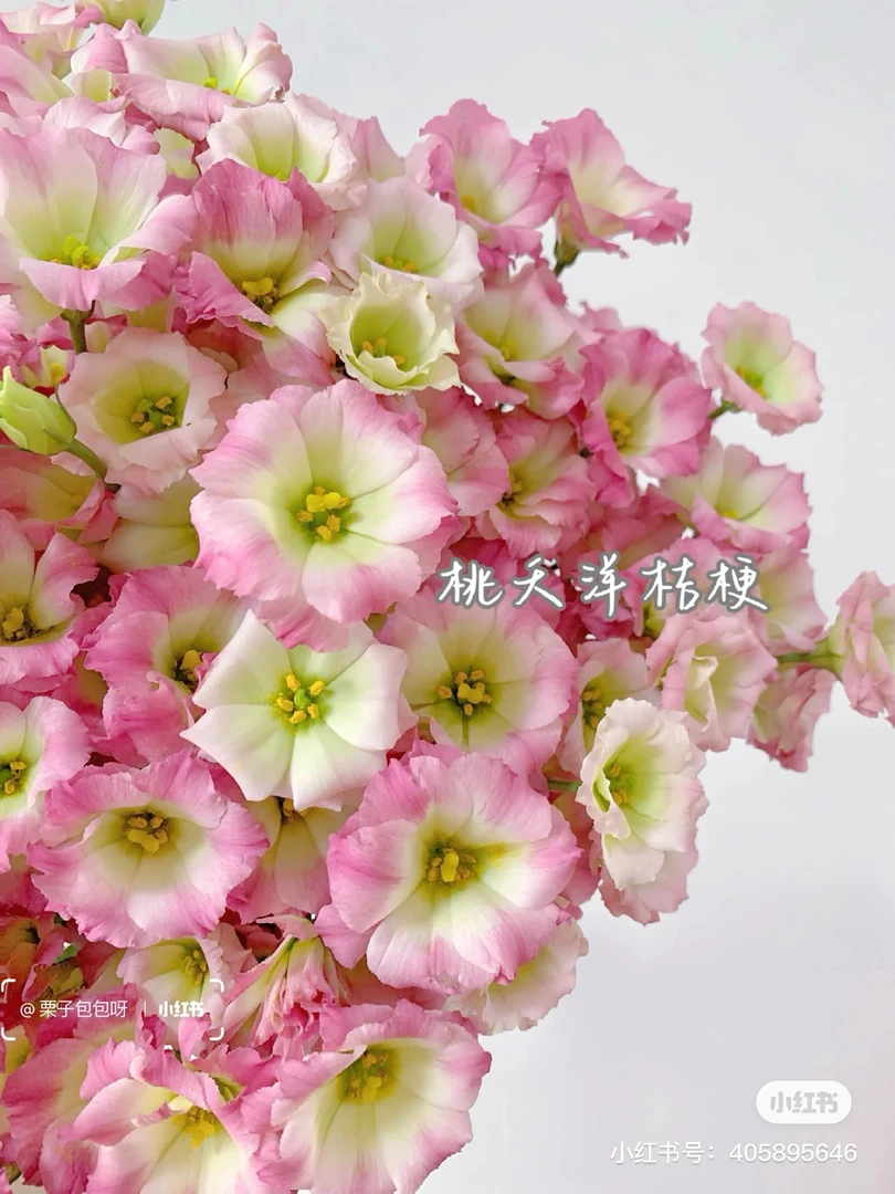 【洋桔梗】星星桃夭 拍满三单顺丰空运包邮鲜切花家居花店插花