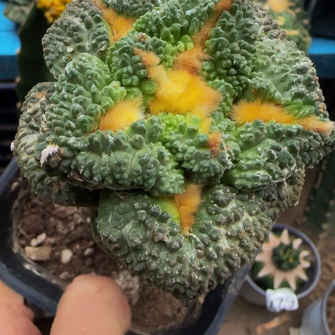 龟甲怒544仙人球开花