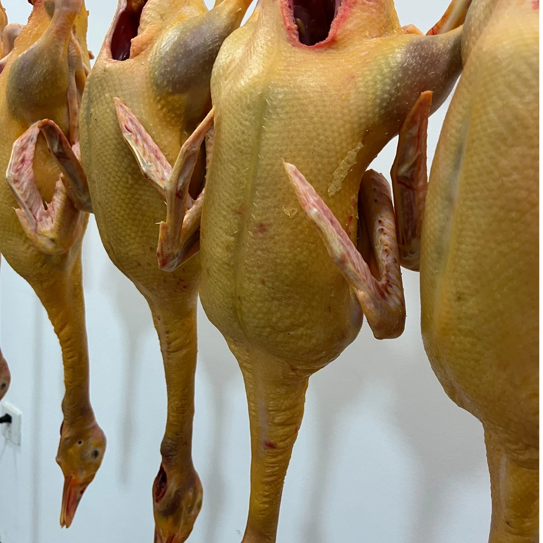 （顺丰包邮）新鲜现杀散养220天广西土鸭（不带内脏）每只肉净重4-5斤