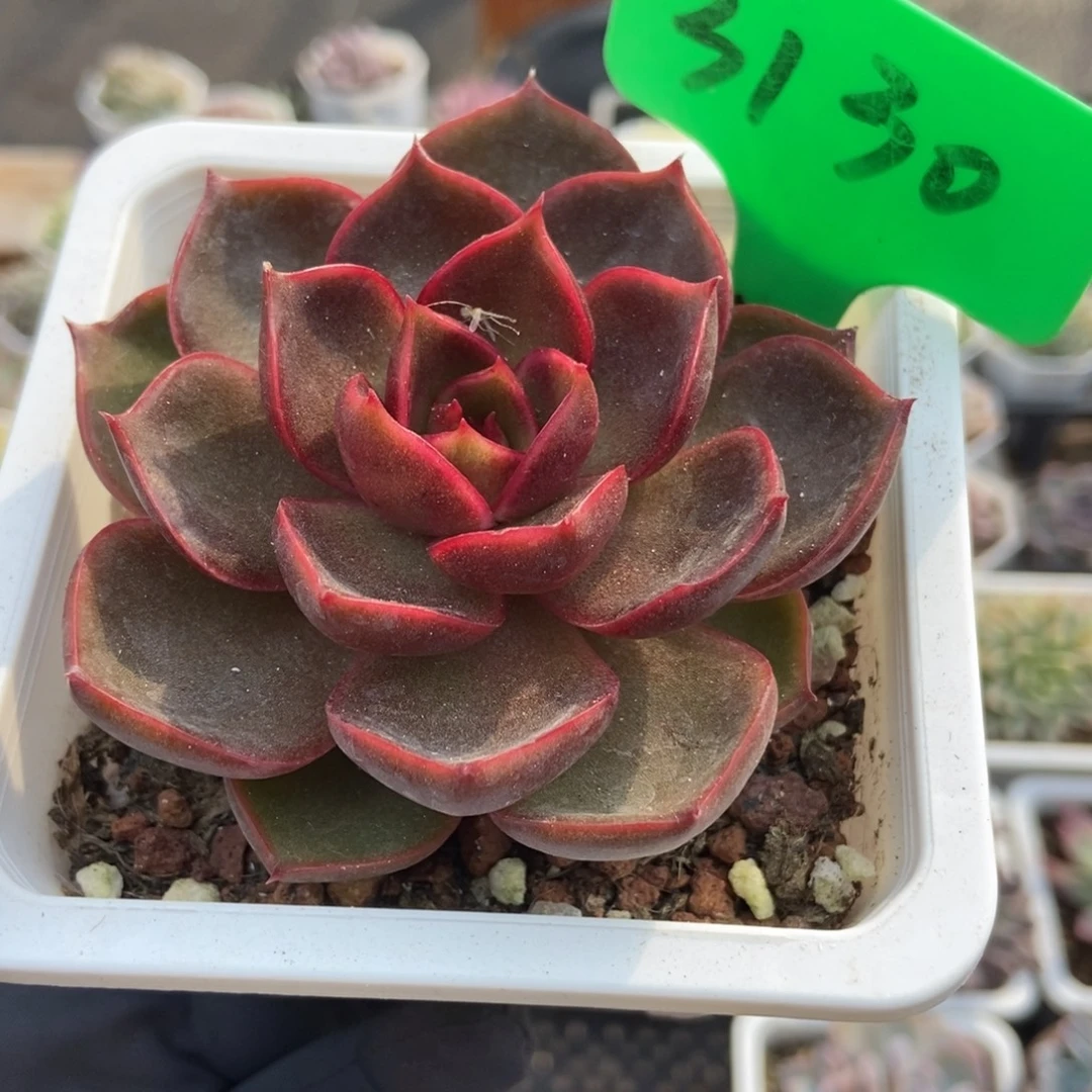 3130红灯多肉植物多肉