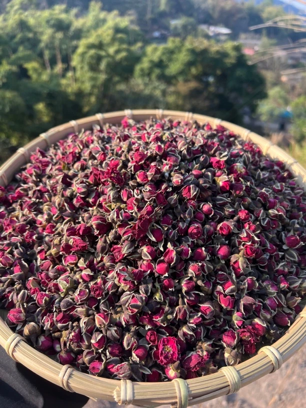 大山深处 农家金边玫瑰