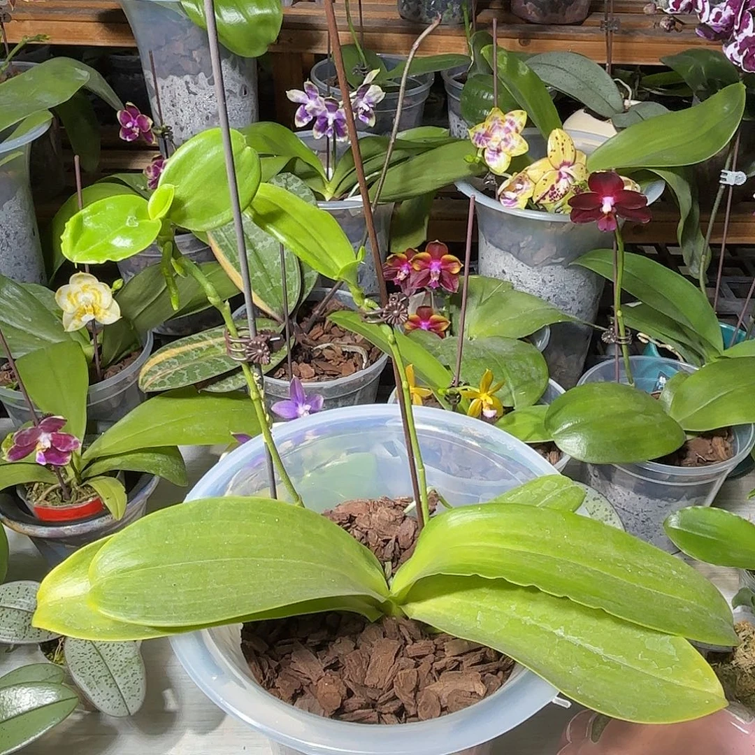 柳***园当前无花栽培后可以开花山彩红路德