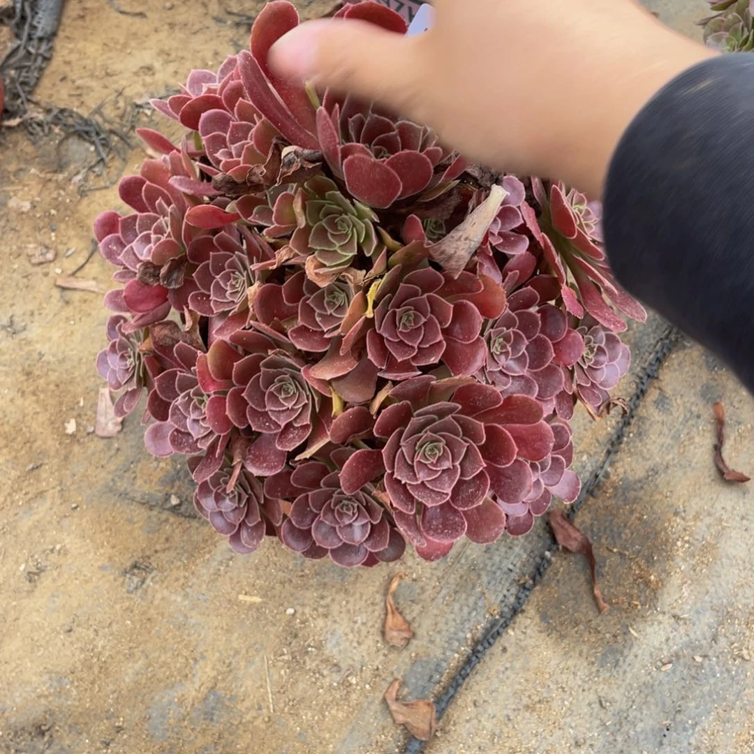 530荷兰法师多肉断枝不包