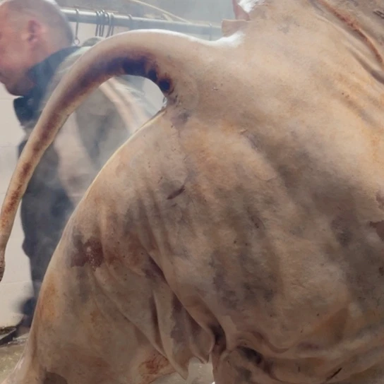 【闪购商品】冷冻保存30天包装河北省飞*