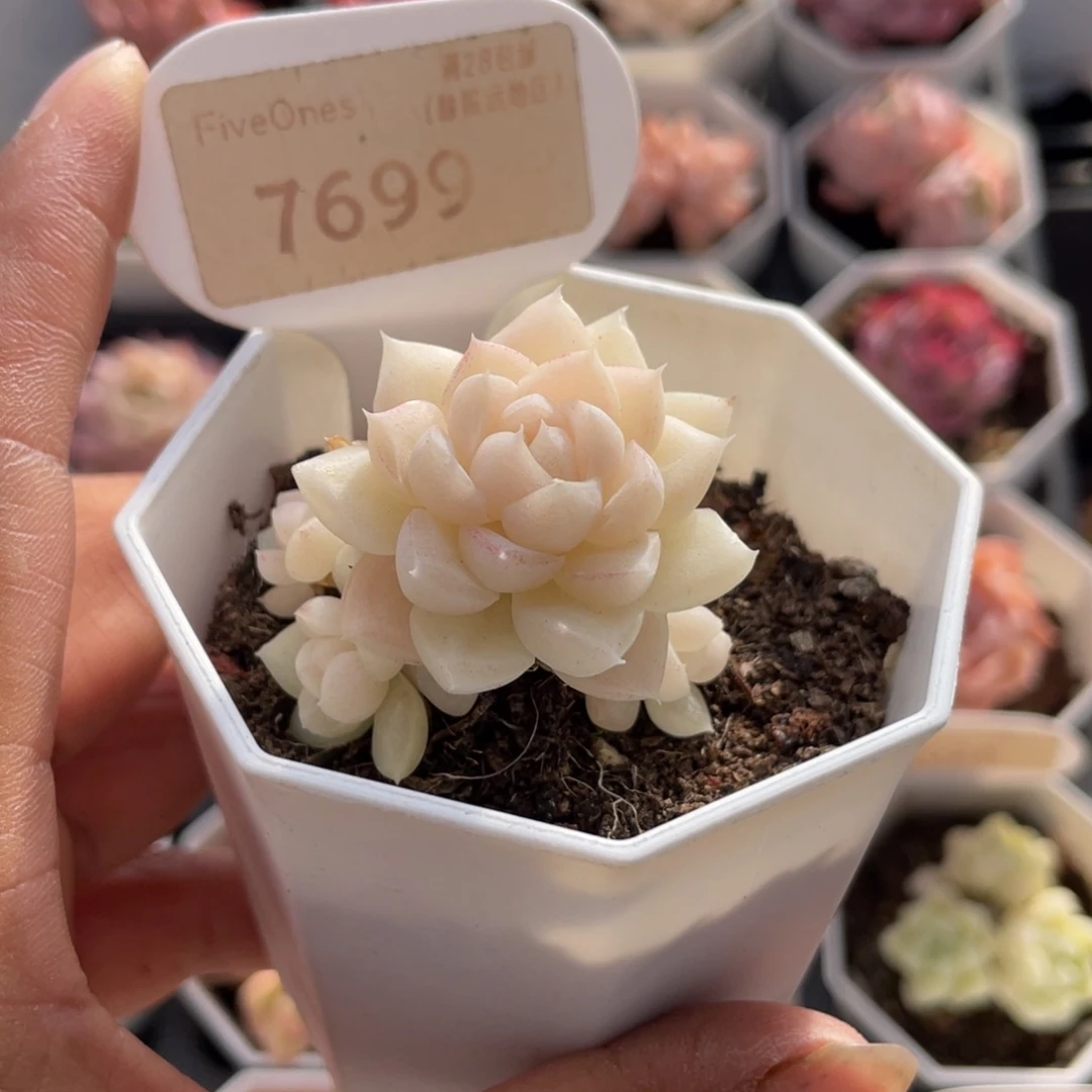 白天鹅7699-4.0厘米