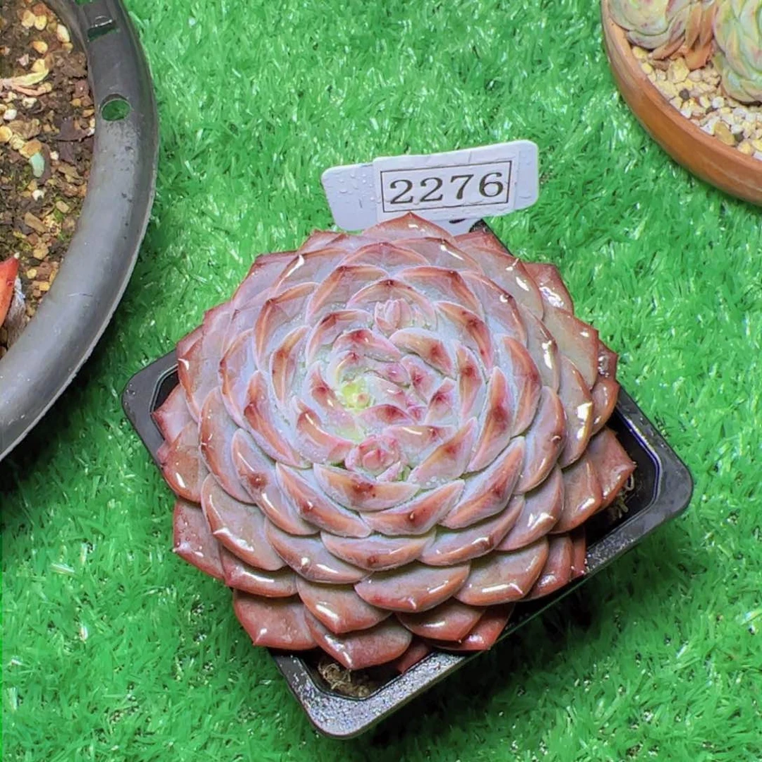 殊*杂交2276多肉植物寄养
