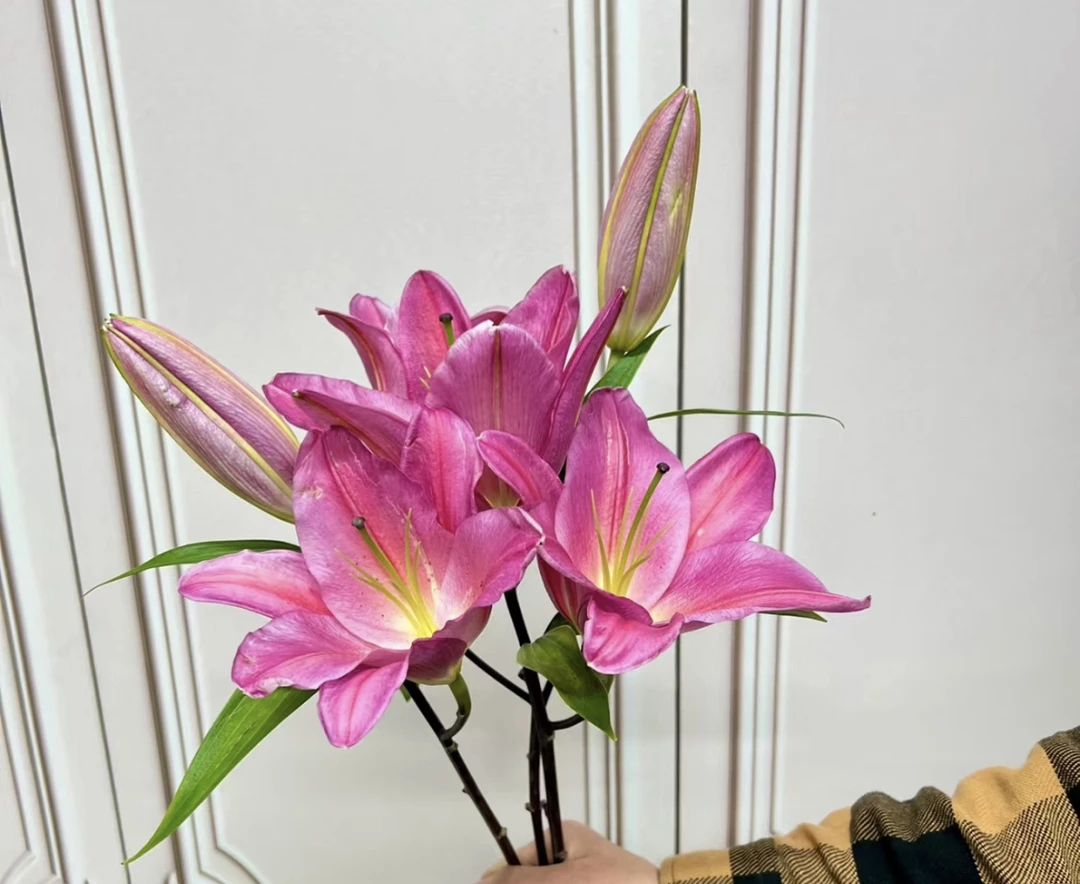 (曼）百合西诺红3头4只+1只防损鲜花任意满2单包邮