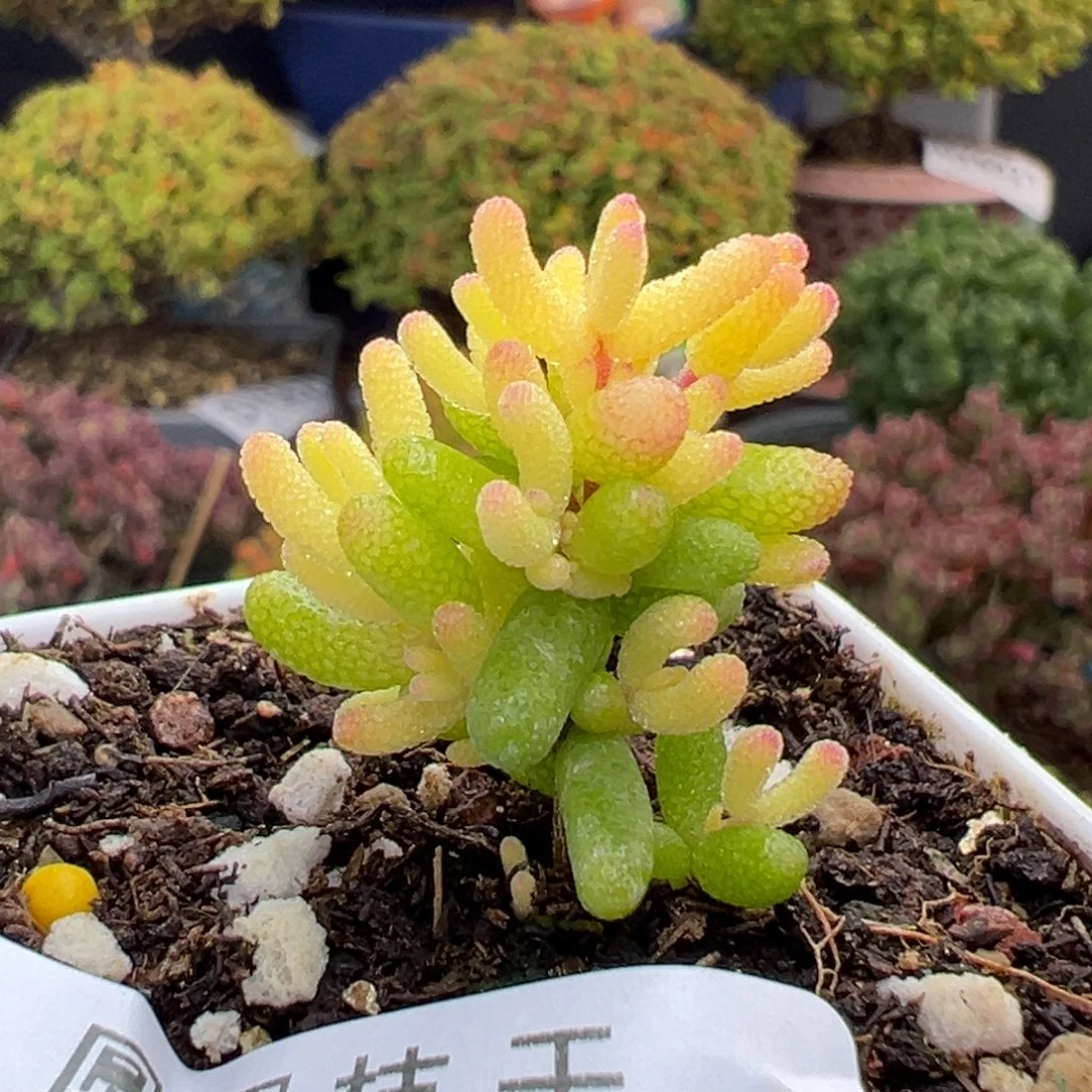 dy5946小精控糖球黄化锦冠幅2.5cm