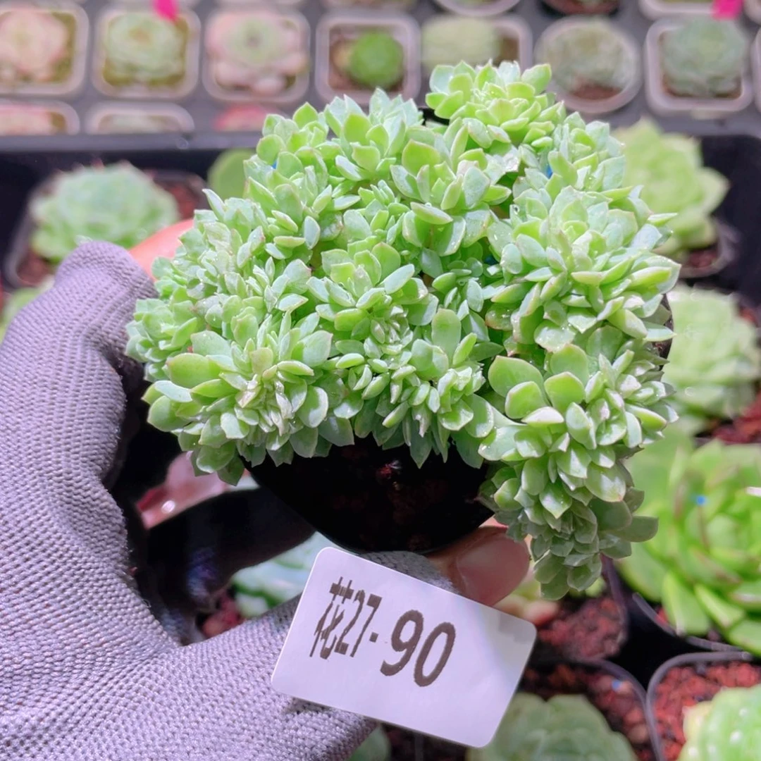 花利美27-90火焰杯缀化