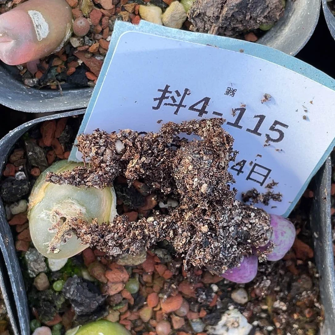 爱***桃4-115肉锥多肉植物