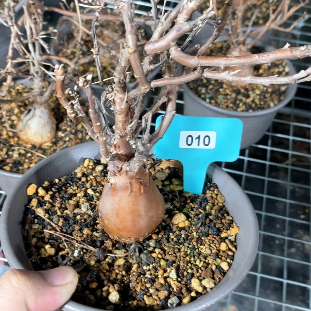 产地瓶干厚炖菊一个