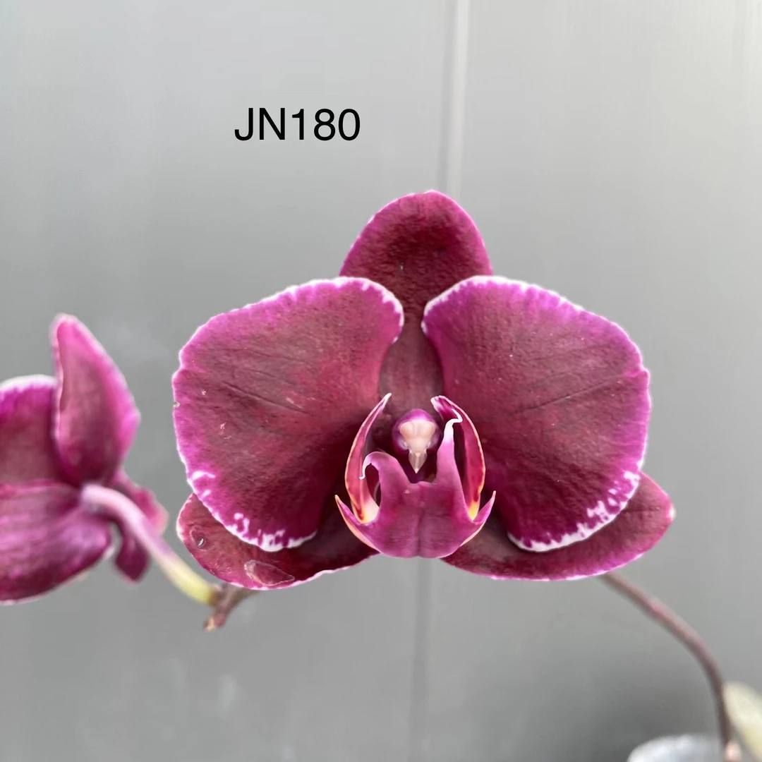 新品福利   鼎汉JN180   3.5寸杯苗   保对版。