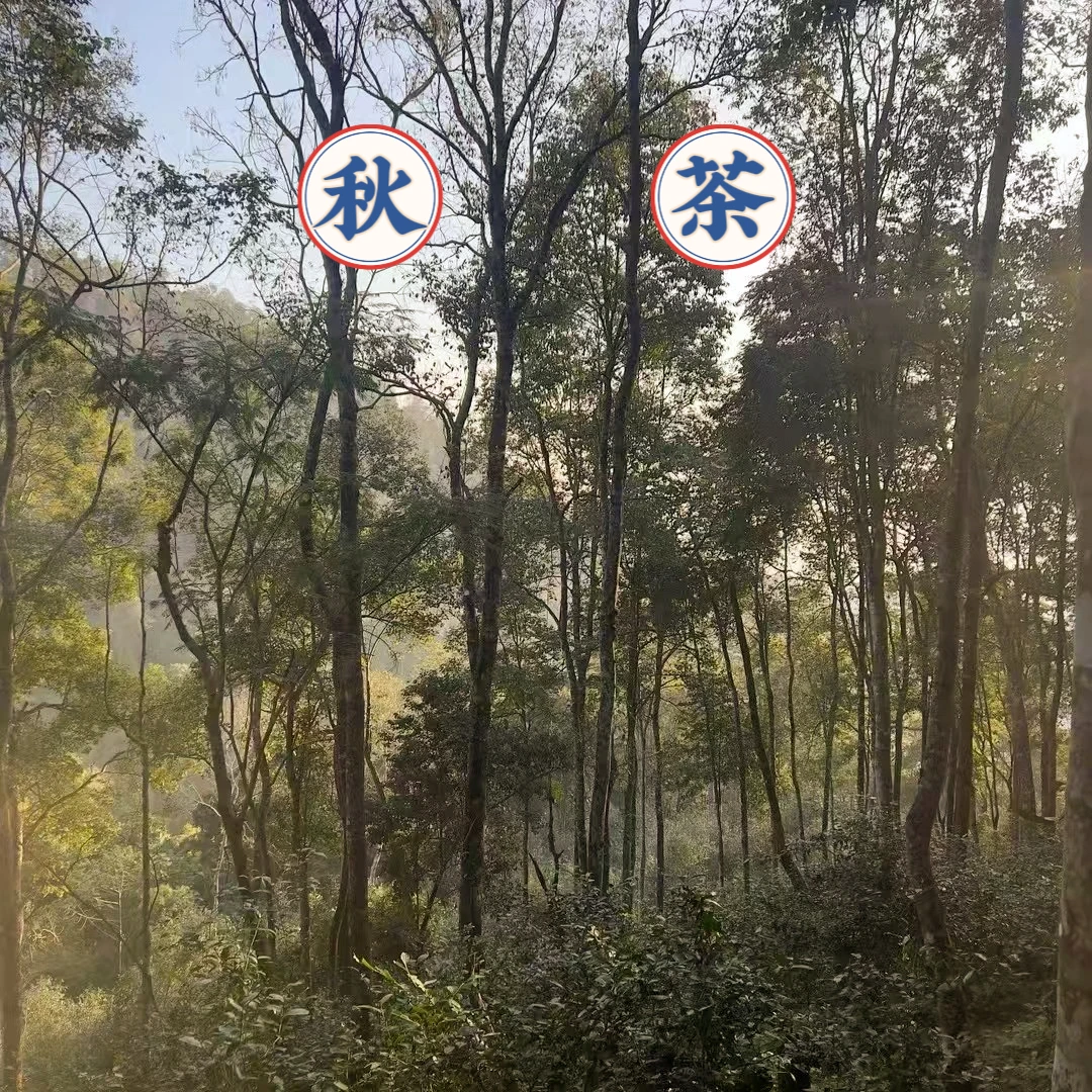 【滋荣茶业】2024年秋茶链接