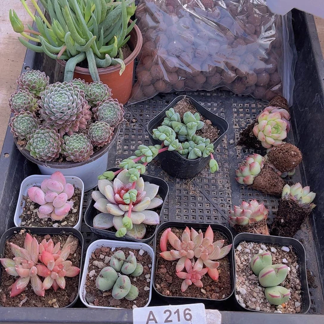 多肉216多肉植物