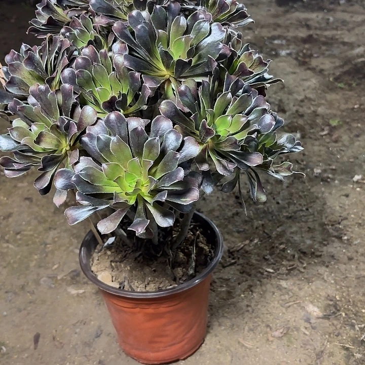 多肉植物法师灰法9