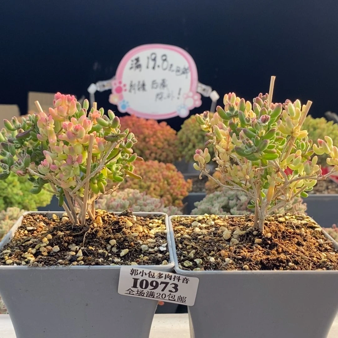 田****螂红宝石阴阳锦组合0973