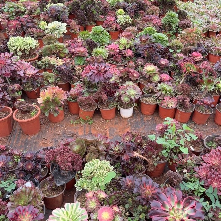 *****十级福利知否啊啊啊啊