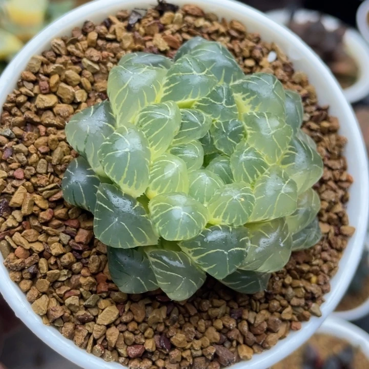 实生糊斑玉露锦十二卷