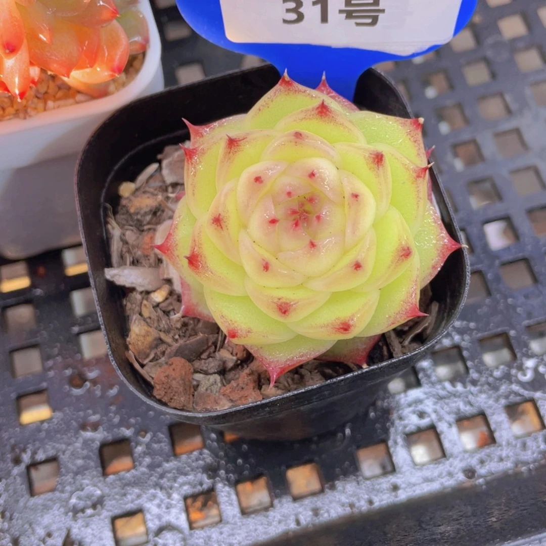 31号 冰透珍妮麦秆单头