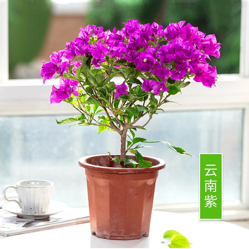 三角梅【云南紫】盆栽老苗四季开花好养原盆带花发货
