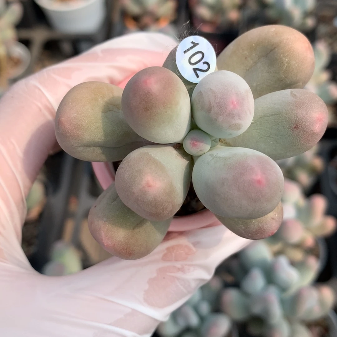 米可带盆发货的102