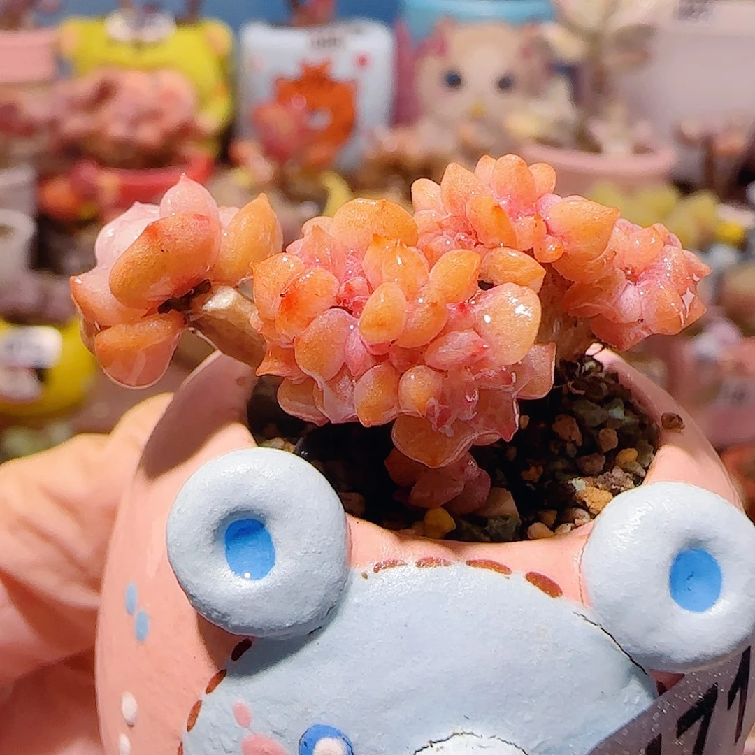 T胭脂缀化盆口2.5cm