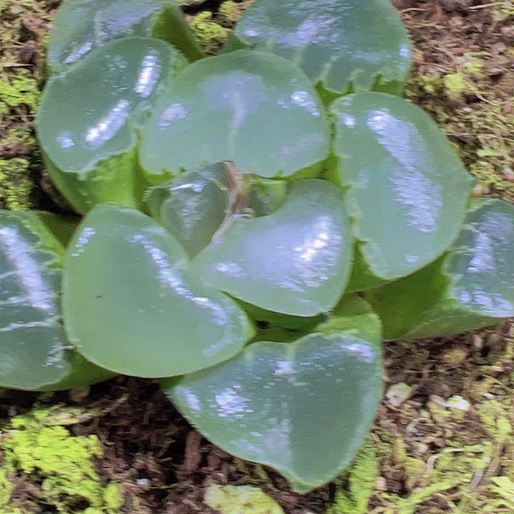 姬翠寿19包邮多肉植物