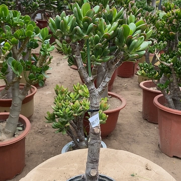 琳15招财猫一物一拍