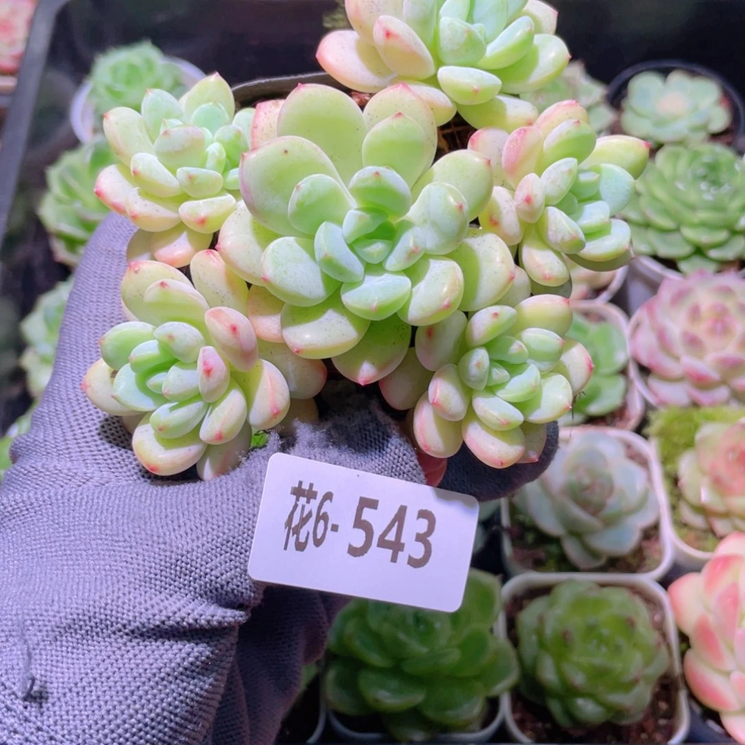 是***啊花利美6-543新品